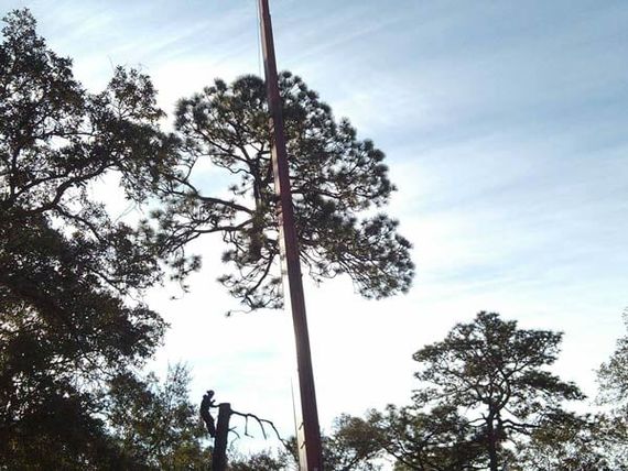 tree removal townsville